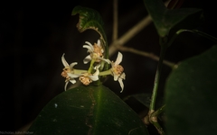 Baloghia inophylla