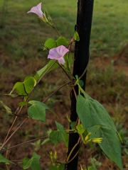 Ipomoea × leucantha