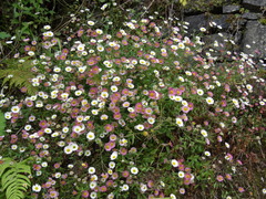 Erigeron karvinskianus image