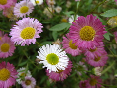 Erigeron karvinskianus image