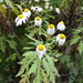 Argyranthemum pinnatifidum pinnatifidum - Photo (c) Jean-Philippe BASUYAUX, osa oikeuksista pidätetään (CC BY-NC), uploaded by Jean-Philippe BASUYAUX
