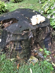 Pleurotus