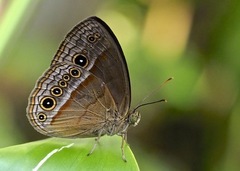 Mycalesis aethiops