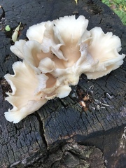 Pleurotus