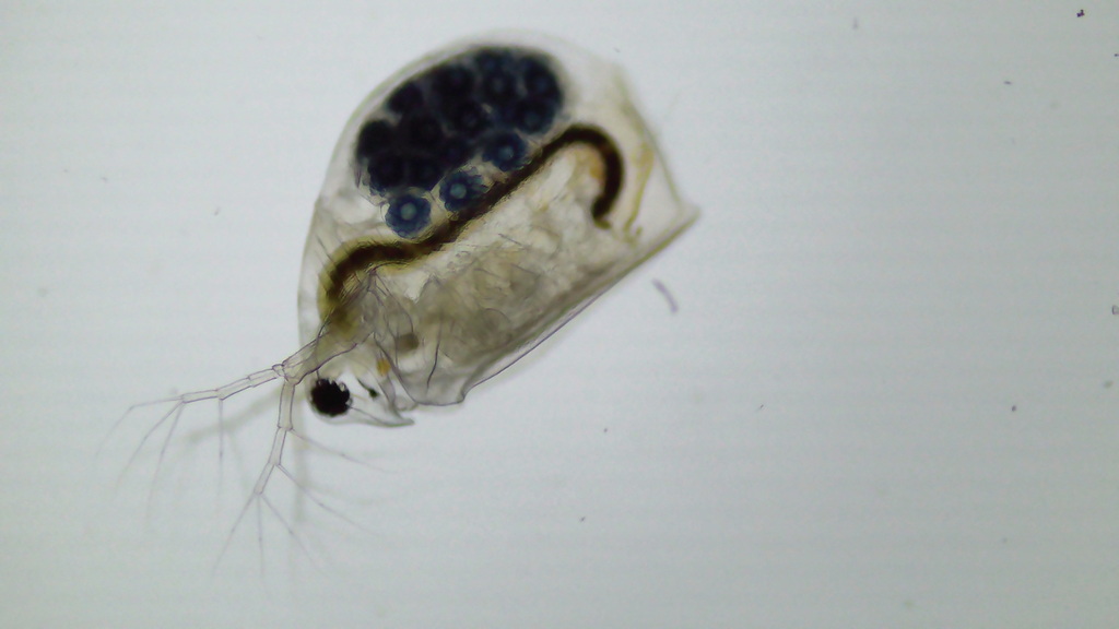 Megafenestra aurita