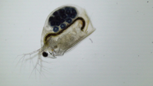 Megafenestra aurita