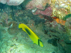 Chaetodon speculum