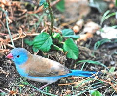 Uraeginthus cyanocephalus