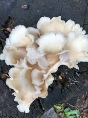 Pleurotus