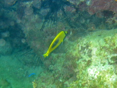 Chaetodon speculum