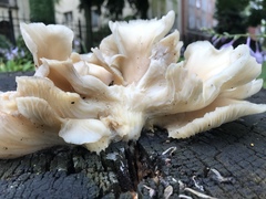 Pleurotus