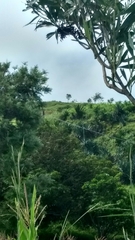 Halcyon leucocephala acteon