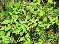 Silene baccifera japonicus