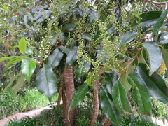 Prunus lusitanica hixa