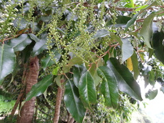 Prunus lusitanica hixa