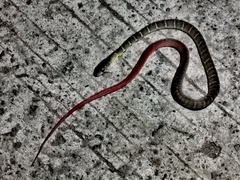 Coelognathus erythrurus