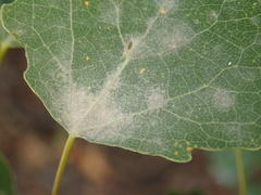 Erysiphe adunca adunca