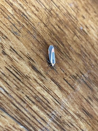 Subject Lichen Moth photo 5