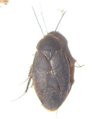 Blattoidae