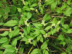 Silene baccifera japonicus