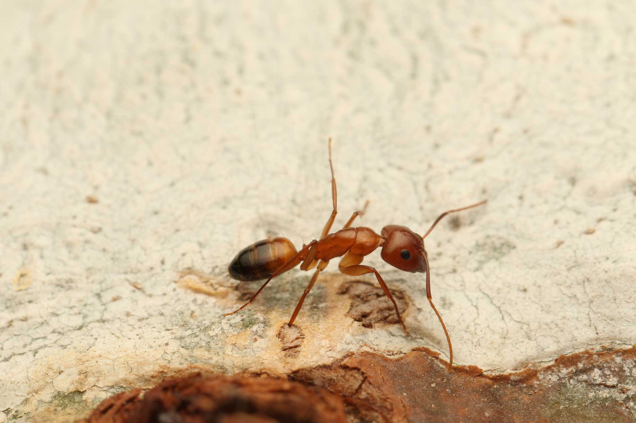 Camponotus jaliensis