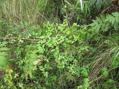 Silene baccifera japonicus