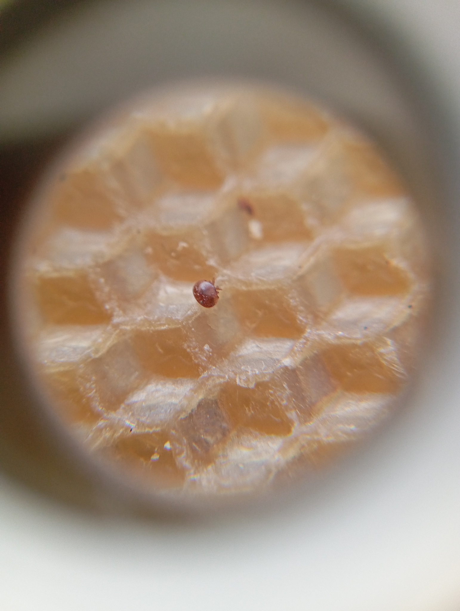 Varroa destructor Anderson & Trueman, 2000