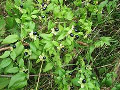 Silene baccifera japonicus