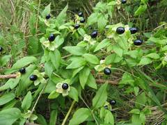 Silene baccifera japonicus