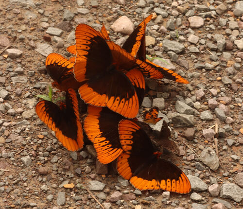 Diana Fritillary