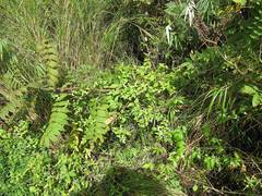 Silene baccifera japonicus