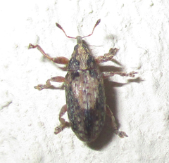 Amphibolocorynus varius
