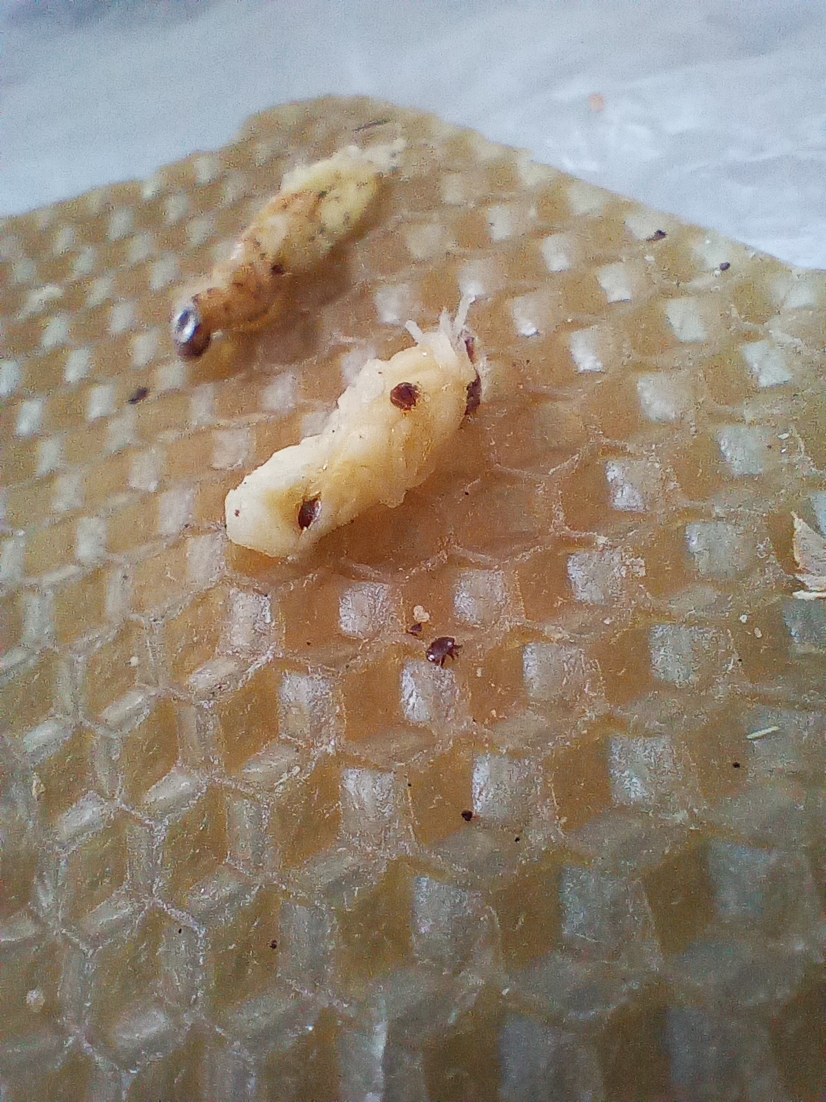 Varroa destructor Anderson & Trueman, 2000