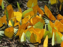 Protographium epidaus