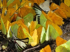 Protographium epidaus