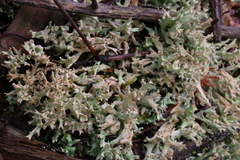 Cladonia turgida