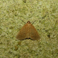 Ostrinia nubilalis
