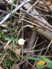 Conocybe apala albipes