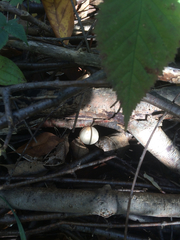 Conocybe apala albipes