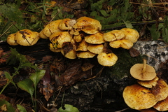 Pholiota cerifera