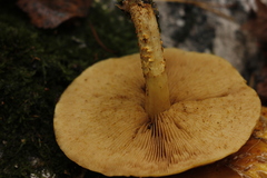 Pholiota cerifera