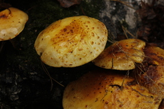 Pholiota cerifera