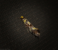 Monopis chrysogramma