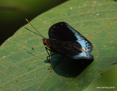 Lexias pardalis dirteana