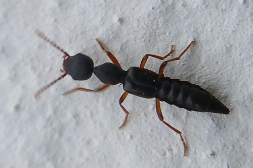 Rugilus subtilis