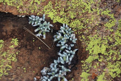 Avonia rhodesica