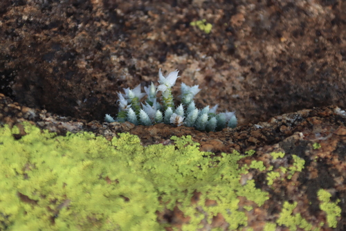 Avonia rhodesica