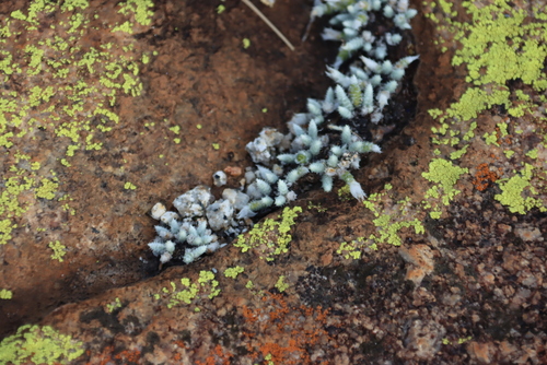 Avonia rhodesica