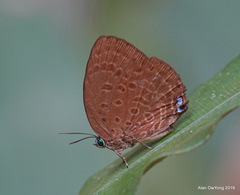 Arhopala major major