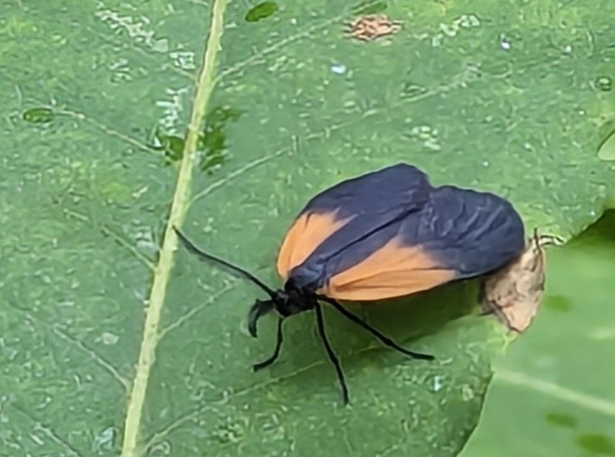 Orange-patched Smoky Moth from Nesconset, NY 11767, USA on May 28, 2025 ...